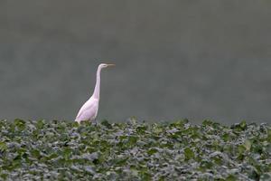a great egret searches for food in a frozen field in winter photo