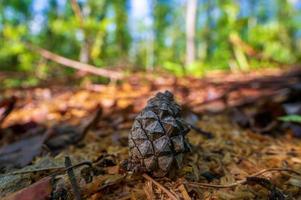 one branch with a brown cone photo