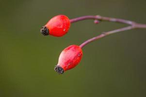 una rama con escaramujos rojos foto