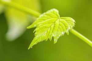 one branch with green wine leaves in the forest photo