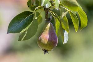one branch with ripe pears photo