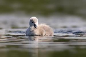 un joven polluelo de cisne nadando en un lago foto