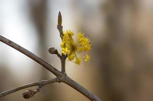 many yellow flowers on a branch photo