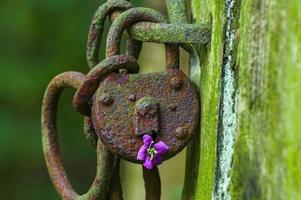 una cerradura oxidada con una flor morada en un bosque foto