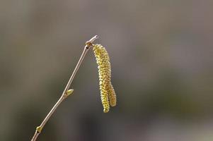 many brown hazelnut flowers on a branch photo