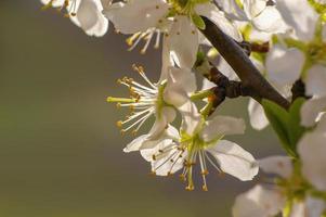 many blossoms on a branch of an plum tree photo