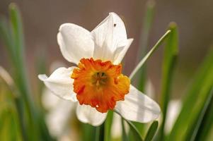 one daffodil bloom in a garden photo