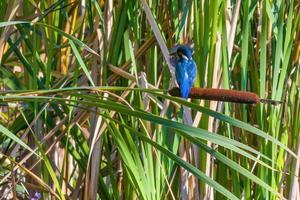 kingfisher sits on a branch and looks for prey photo