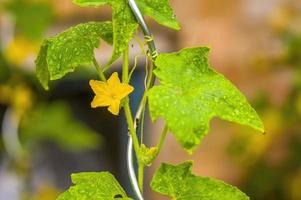 one cucumber plant with blossom in a garden photo