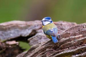 a blue tit sits on a branch photo