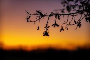 one branch of a maple tree in golden sulight photo