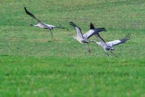 three cranes fly over a green field photo