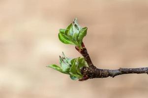 many fresh buds on a apple branch photo