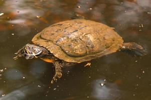 one turtle swims in a pond photo