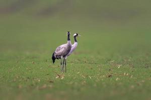 two cranes stands on a green field photo