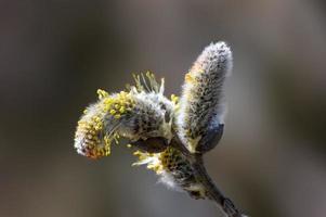 many blossoms on a branch of an willow tree photo