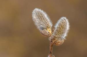 many blossoms on a branch of an willow tree photo