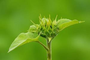 one sunflower blossom in a meadow photo