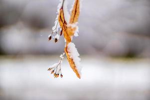 one branch with frozen brown autumn leaves in the forest photo