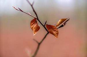 one branch with brown autumn leaves in the forest photo