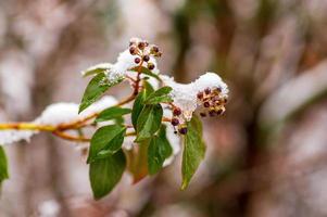 una rama con hojas de hiedra verde en el bosque de invierno foto