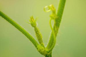 one branch with young cucumber photo