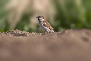 un gorrión se sienta en un campo foto