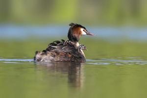 a great crested grebe with chick swims on a lake photo