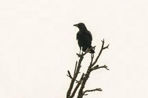 a raven sits on an old bare tree photo