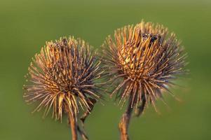 an blossom of a burdock in autumn photo