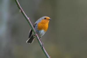 a robin sits on a branch photo