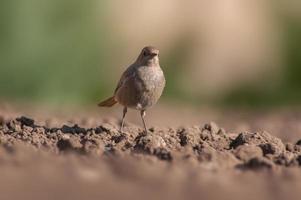 a female redstart looking for food on a freshly plowed field photo