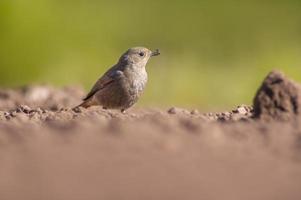 a female redstart looking for food on a freshly plowed field photo