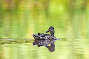 a female mallard duck swims on a lake