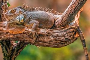 one iguana lies on a branch photo