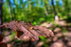 una rama con hojas marrones de otoño en el bosque foto