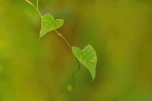 one branch with green leaves in the forest photo