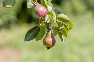 one branch with ripe pears photo