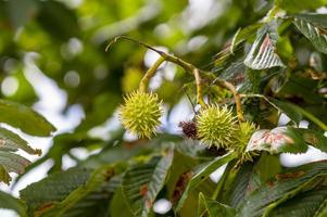 one branch with fresh green chestnuts photo