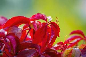 one branch with red autumn leaves in the forest photo