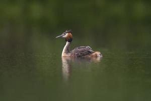 a great crested grebe swims on a lake photo