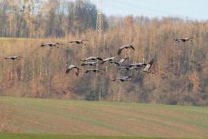 several cranes fly over a green field photo