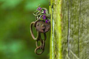 una cerradura oxidada con una flor morada en un bosque foto