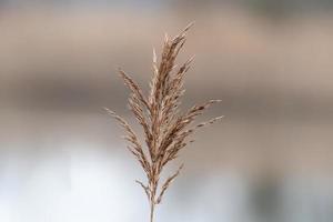 one withered reed blossom on a meadow photo