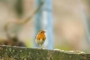 a robin sits on a branch photo