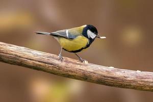 a great tit sits on a branch photo