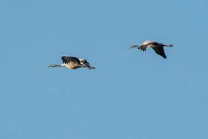 two cranes fly in the sky photo