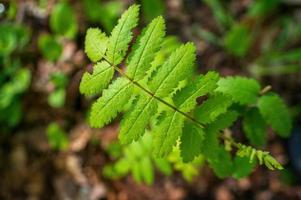 one branch with green ash leaves in the forest photo