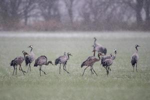 several cranes are standing on a snowy field in winter photo