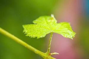 una rama con hojas de vino verde en el bosque foto